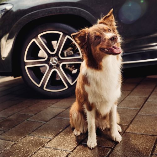 501822_MBAS_26001_TMX_Seasonal_Spring-RO-Native-v1-A-2